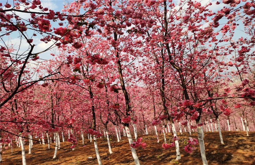 888电子游戏(中国集团)有限公司官网